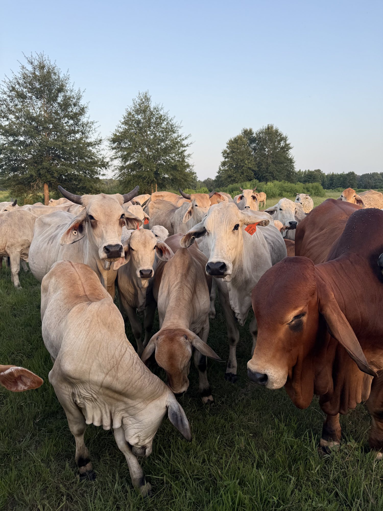 The Braford herd at Reynolds Ranch at sunrise