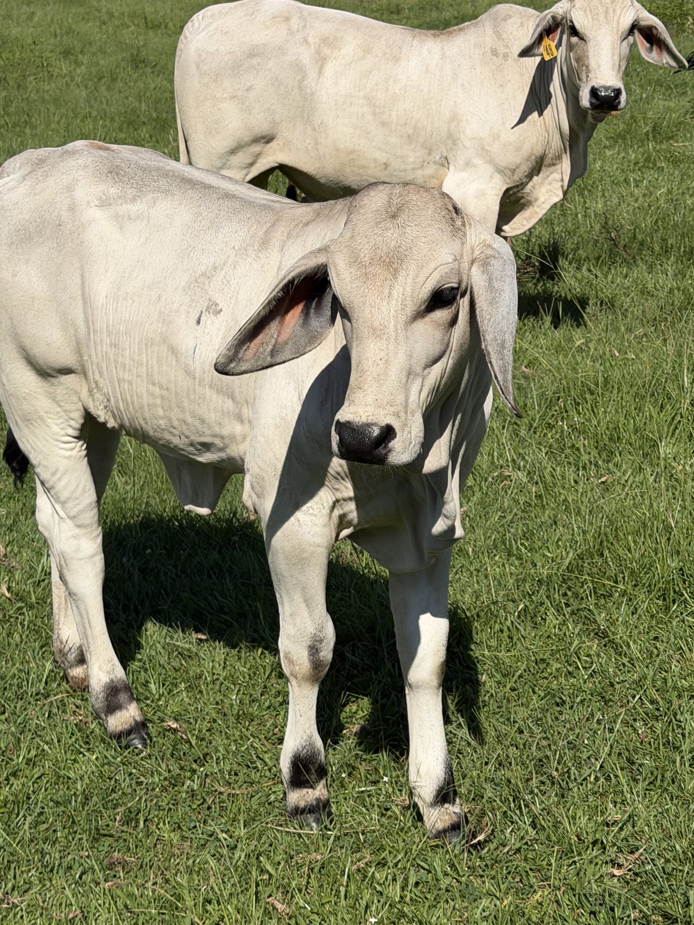 Braford calves grazing on Reynolds Ranch pasture